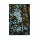Through the Pines | Poster — image 4