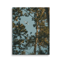 Through the Pines | Canvas — image 3