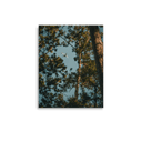 Through the Pines | Poster — image 2