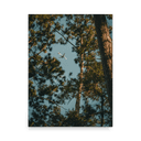 Through the Pines | Poster — image 3