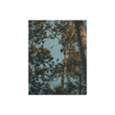 Through the Pines | Puzzle — image 1