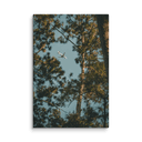 Through the Pines | Canvas — image 7