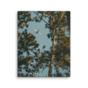 Through the Pines | Canvas — image 1