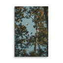 Through the Pines | Canvas — image 4