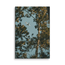 Through the Pines | Canvas — image 2