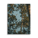 Through the Pines | Canvas — image 6