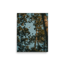 Through the Pines | Poster — image 1